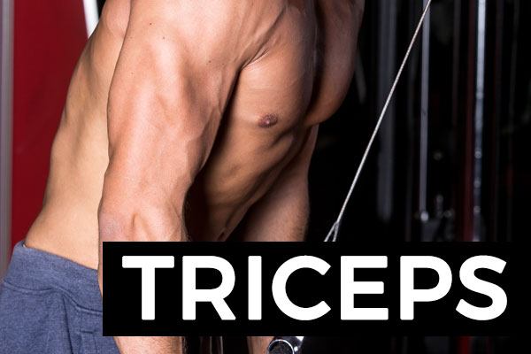 exercices triceps